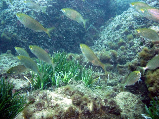 Photograph