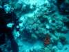 dsc05146_small.jpg