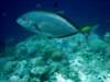 dsc05153_small.jpg