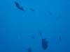 dsc05154_small.jpg