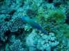 dsc05157_small.jpg