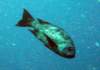 dsc05166_small.jpg