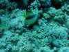 dsc05202_small.jpg