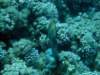 dsc05215_small.jpg
