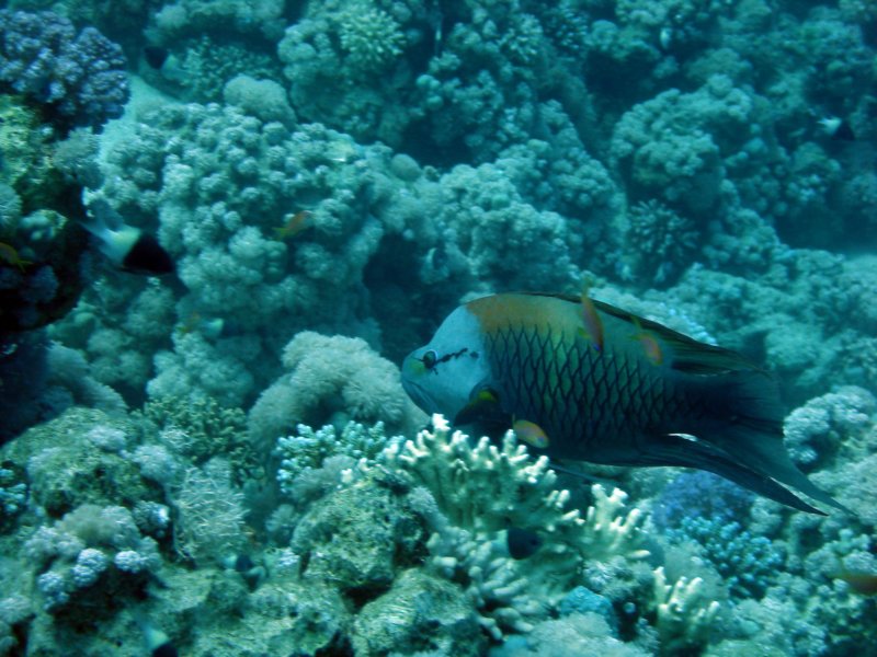 dsc05216.jpg