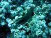 dsc05217_small.jpg