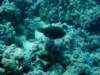 dsc05222_small.jpg