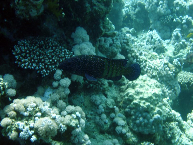 dsc05235.jpg