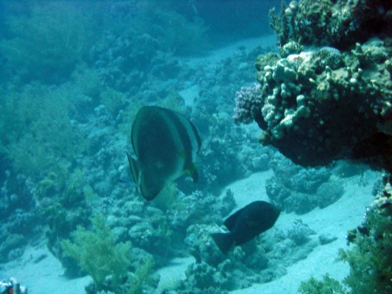 dsc05251.jpg