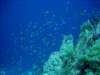 dsc05260_small.jpg