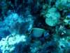 dsc05263_small.jpg