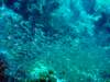 dsc05266_small.jpg