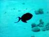 dsc05272_small.jpg