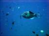 dsc05309_small.jpg