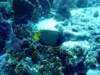 dsc05326_small.jpg