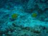 dsc05352_small.jpg