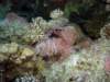 dsc05367_small.jpg