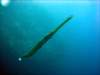 dsc05405_small.jpg