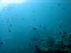 dsc05408_small.jpg
