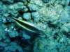 dsc05429_small.jpg