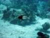 dsc05452_small.jpg