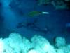 dsc05461_small.jpg