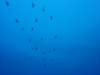 dsc05500_small.jpg