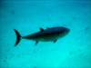 dsc05506_small.jpg