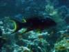 dsc05520_small.jpg