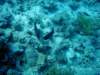 dsc05522_small.jpg