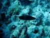 dsc05523_small.jpg