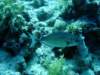 dsc05525_small.jpg