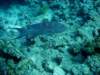 dsc05526_small.jpg