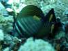 dsc05528_small.jpg