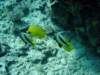 dsc05544_small.jpg