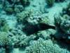 dsc05547_small.jpg