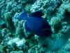 dsc05551_small.jpg