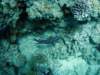dsc05554_small.jpg