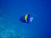 dsc05563_small.jpg