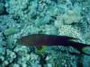 dsc05570_small.jpg