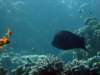dsc05577_small.jpg