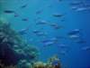 dsc05580_small.jpg
