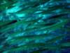 dsc05587_small.jpg