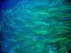 dsc05588_small.jpg