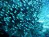 dsc05592_small.jpg