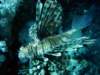 dsc05596_small.jpg