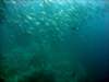 dsc05608_small.jpg