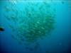 dsc05632_small.jpg