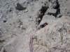 dsc05671_small.jpg