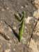 dsc05699_small.jpg